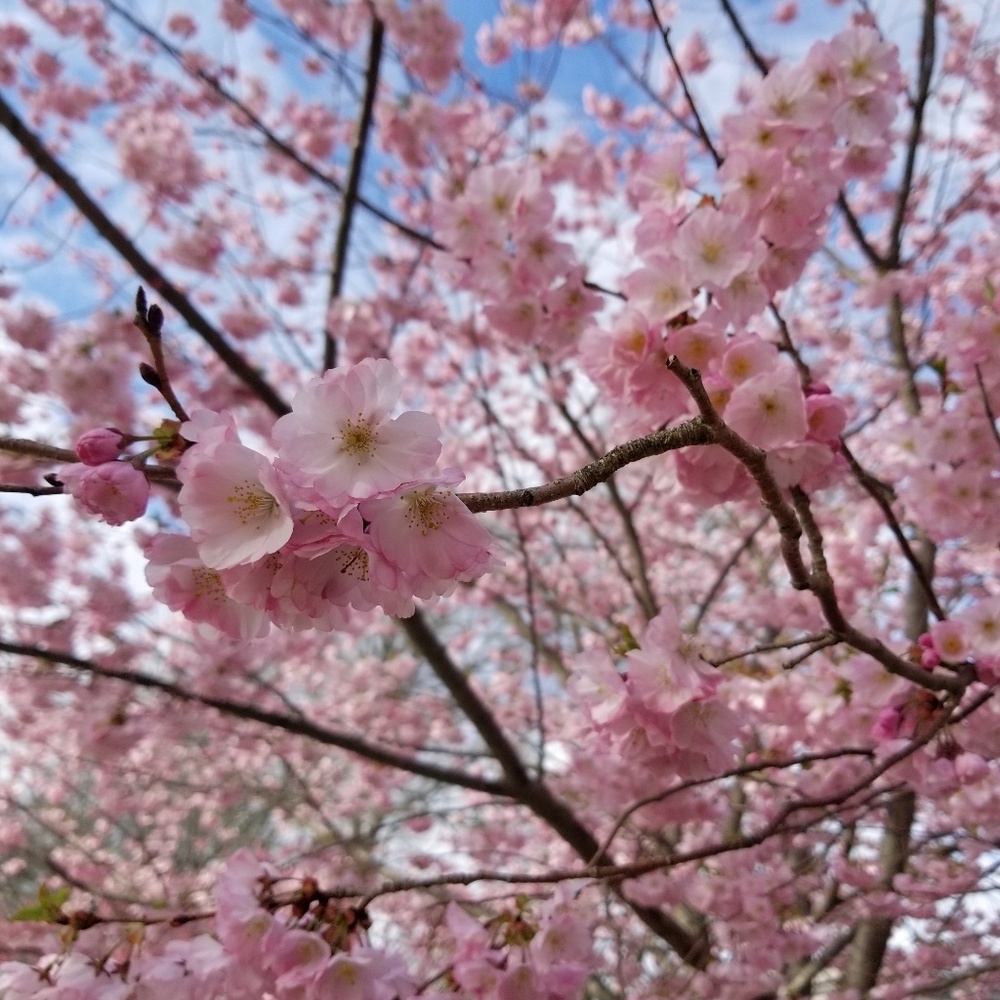 Meet your Posher, Devon